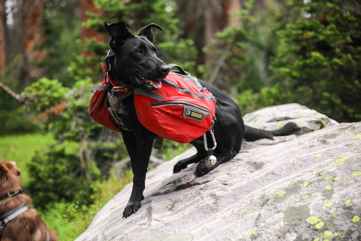 dog hiking backpacks